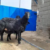 یک راس قوچ سیاه