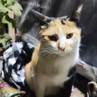 گربه دست آموز ماده زیبا