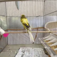 قناری شور شور رسمی بلند