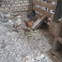 نیمچه مرغ خروس|حیوانات مزرعه|خرمشهر, |دیوار