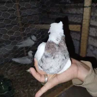 طوقی سرور مهر|پرنده|کرج, حصارک پایین|دیوار