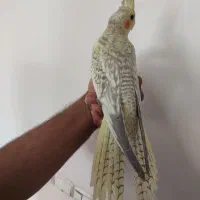 جوجه عروس هلندی۲ ماه|پرنده|بجنورد, |دیوار