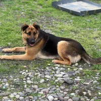 واگذاری سگ ژرمن