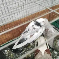 پرنده|پرنده|بهشهر, |دیوار