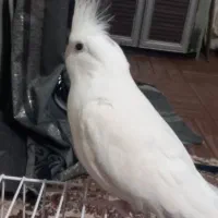 عروس هلندی آلبینو