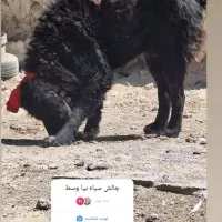 واگزاری نر قدرجونی|سگ|رودشت (اصفهان), |دیوار