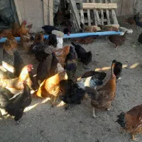 مرغ و خروس و تاخچه|حیوانات مزرعه|نیشابور, ده حلاج|دیوار