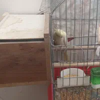 عروس هلندی|پرنده|حمیدیا, |دیوار