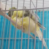 قناری فر آجی نر|پرنده|تربت‌حیدریه, میدان مرکزی|دیوار