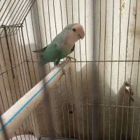 طوطی برزیلی نردرزاویه