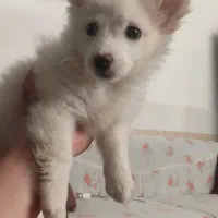 سگ کوچولو شیطون|سگ|سیرجان, |دیوار