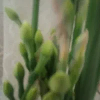 کل نرگس بومی سمنان|گل و گیاه طبیعی|امامزاده عبدالله, |دیوار