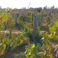 باغ ۷۵۰متری چسبیده به شاهرود|فروش زمین و ملک کلنگی|شاهرود, |دیوار