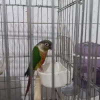 طوطی گرینچیک یلوساید|پرنده|گلستان (تهران), |دیوار