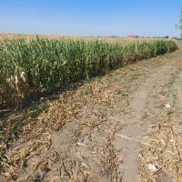 فروش ذرت علوفه یی بسته بندی شده