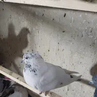 کبوتر پرشی عالی|پرنده|تهران, طیب|دیوار