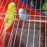 مرغ عشق سه عدد نر بالغ