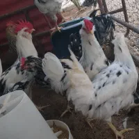 دوتا مرغ کرک و ۶تا خروس|حیوانات مزرعه|شبانکاره, |دیوار