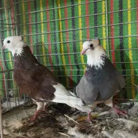 50جفت نروماده دهن جور