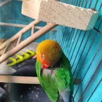 کوتوله گرینچیک عروس هلندی لوتینو زعفرانی|پرنده|مشهد, رستگار|دیوار