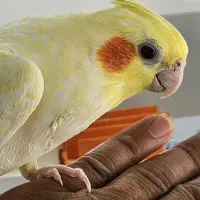جوجه عروس هلندی