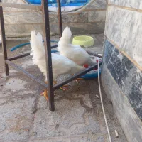 خروس خانگی سفید