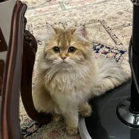 گربه