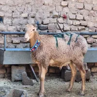 بره نر چینی قندوزی تربتی اصل عروسک