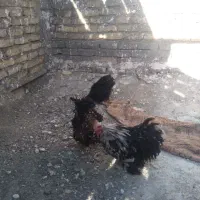 مرغ و خروس