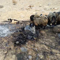 یک جفت سگ اصیل قدرجونی نر|سگ|اصفهان, مرداویج|دیوار