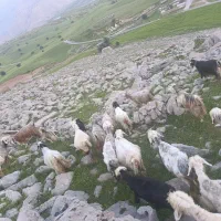 بز و بیگ داشتی