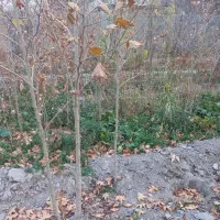 نهال چنار ۱و۲و۳ ساله