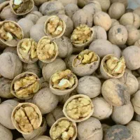 کاغذی پوست نازک