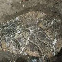 فروش سنگ قیمتی