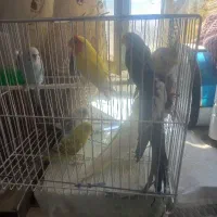 عروس و کوتوله معاوضه با زعفران