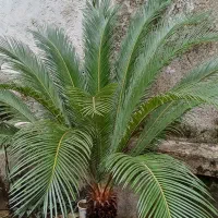 سالم و زیبا|گل و گیاه طبیعی|رشت, نیکمرام|دیوار