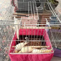 عروس هلندی|پرنده|سیرجان, |دیوار