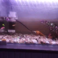 آکواریوم با ال ای دی با ماهی ها و وسایلاش ..سالم..