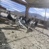 سلام فروش کبوتر