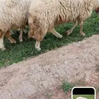 یک عدد قوچ بروجردی فروشی موقعیت سرایان