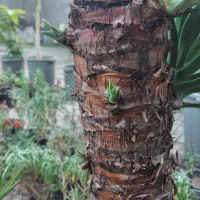 بونسای یوکا گونه خاص|گل و گیاه طبیعی|بندر انزلی, کوی آزادگان|دیوار