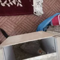 عروس هلندی اهویی