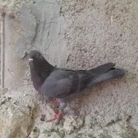 کفتر سبز انگلیسی