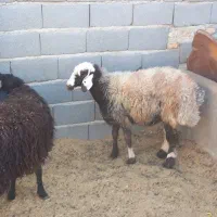 با  سلام پنج راس بره چاق سرک دار|حیوانات مزرعه|جوادآباد, |دیوار