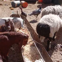 بره و بزغاله|حیوانات مزرعه|زاهدان, |دیوار