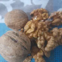 گردوتازه امساله