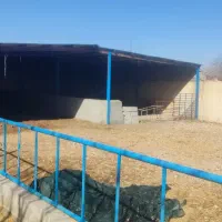 اجاره گاوداری