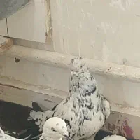 کفتر نر سرور|پرنده|قم, آزادگان|دیوار