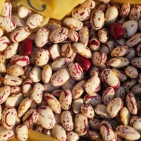 لوبیا چیتی پایه کوتاه 310