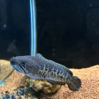 چانا گلدن کبری